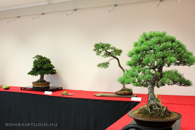 bonsai kiallitas a szegedi botanikus kertben a lotusznapokon